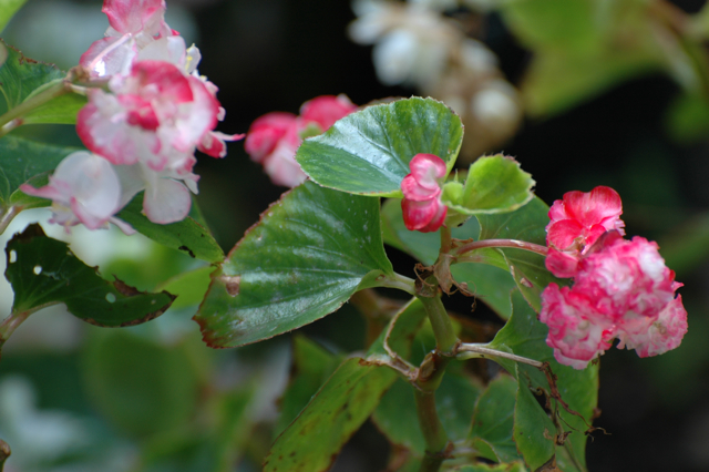 B. ‘Mai Ohgi’
